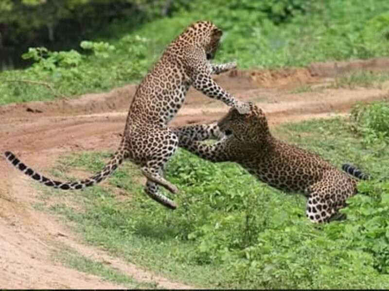 From Ella: Yala Leopard Safari & Local Lunch Adventure - Inclusions and Exclusions