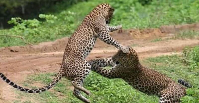 From Ella: Yala Leopard Safari & Local Lunch Adventure - Cancellation and Refund Policy
