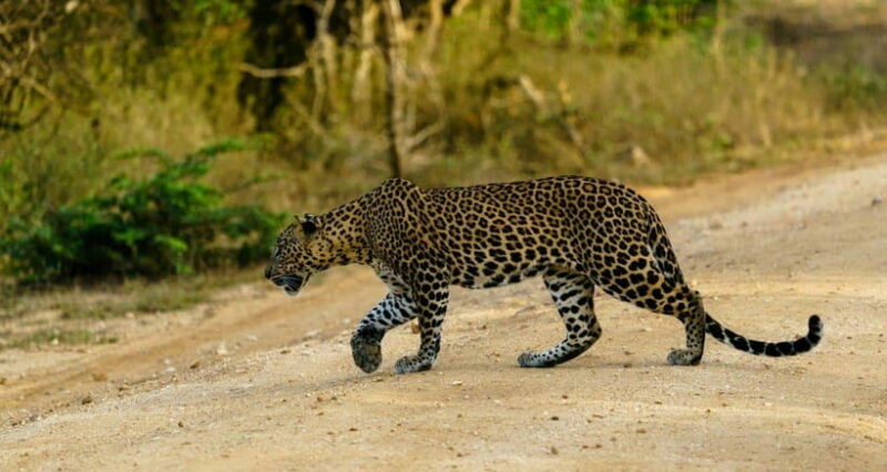 From Ella - Yala National Park Leopard Safari Tour - Exploring the Yala Leopard Safari from Ella: A Practical Review