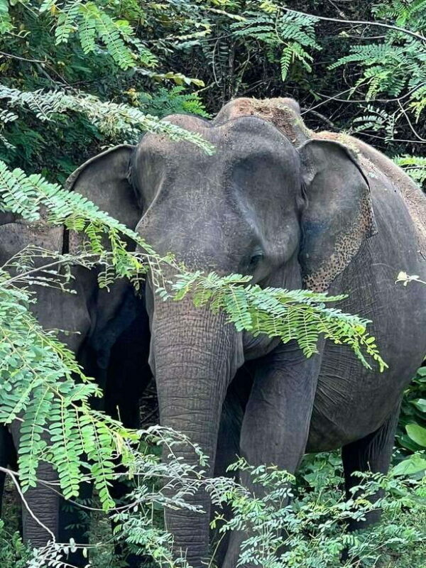 From Ella - Yala National Park Leopard Safari Tour - The Tour Itself: A Detailed Breakdown