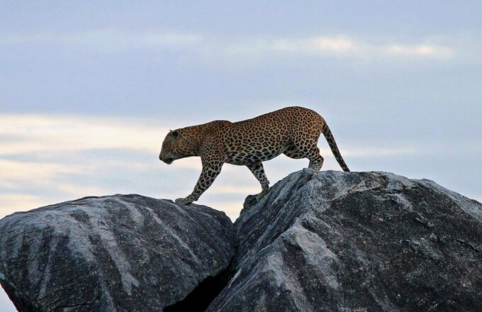 From Ella: Yala National Park Safari Tour in a 4x4 - Frequently Asked Questions