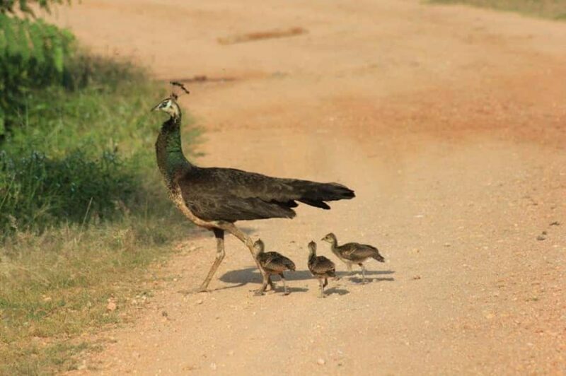 From Ella: Yala National Park Safari & Transfer to Galle - A Deep Dive into the Experience