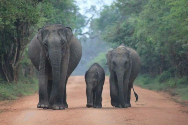 From Ella: Yala National Park Safari & Transfer to Galle - The Sum Up