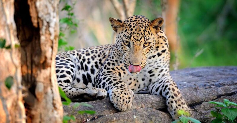From Ella :- Yala National Park Thrilling Half-Day Safari - Thrilling Jeep Safari Experience