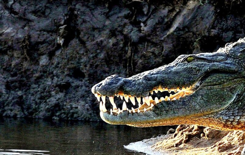 From Ella :- Yala National Park Thrilling Half-Day Safari - Whats Included and Excluded