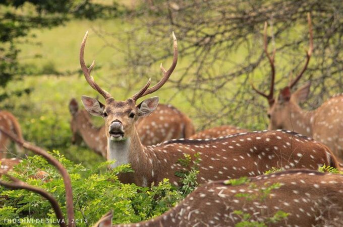 From Ella :- Yala National Park Thrilling Half-Day Safari - Positive Customer Feedback