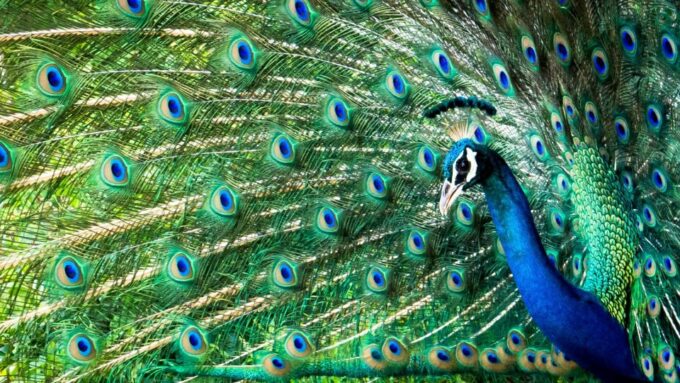 From Ella :- Yala National Park Thrilling Half-Day Safari - Frequently Asked Questions
