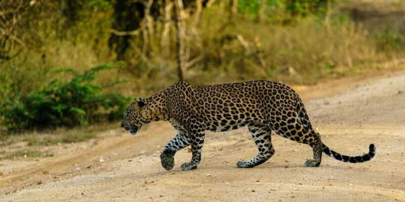 From Ella - Yala Safari - Drop-off : Galle/Mirissa/Hikkaduwa - Key Points