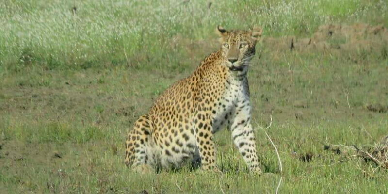 From Ella - Yala Safari - Drop-off : Galle/Mirissa/Hikkaduwa - The Experience and Practicalities