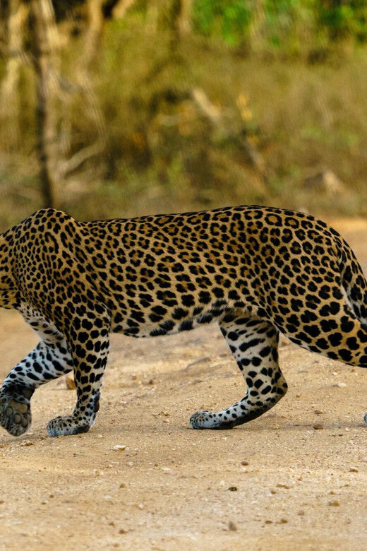 From Ella - Yala Safari - Drop-off : Galle/Mirissa/Hikkaduwa - FAQ