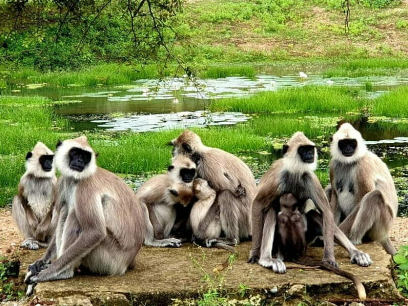 From Ella: Yala Safari & Transfer to Tangalle/Mirissa/Galle - Key Points
