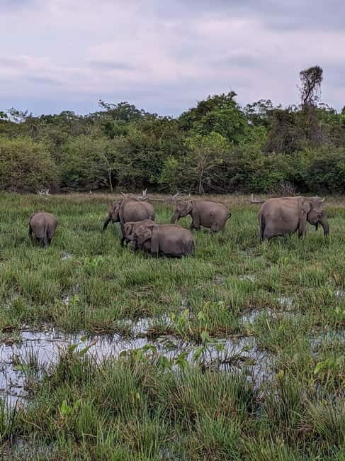 From Ella: Yala Safari & Transfer to Tangalle/Mirissa/Galle - The Itinerary: What to Expect