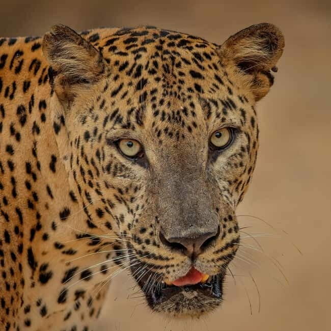From Ella: Yala Safari & Transfer to Tangalle/Mirissa/Galle - The Value Proposition