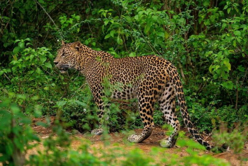 From Ella: Yala Safari with Tangalle/Mirissa/Galle Drop-off - Key Points