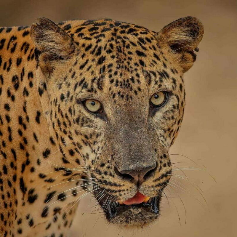 From Ella: Yala Safari with Tangalle/Mirissa/Galle Drop-off - A Deep Dive into the Experience