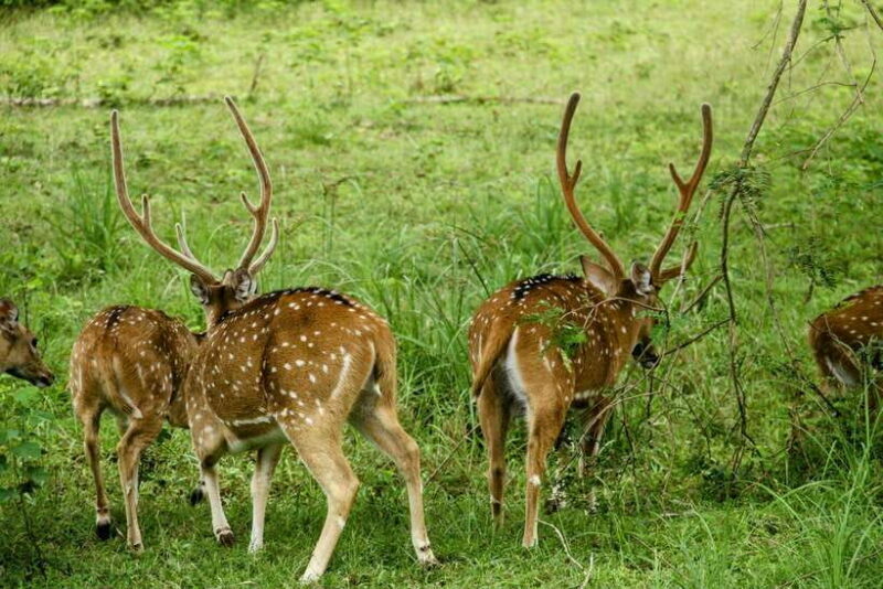 From Ella: Yala Safari with Tangalle/Mirissa/Galle Drop-off - What Travelers Say