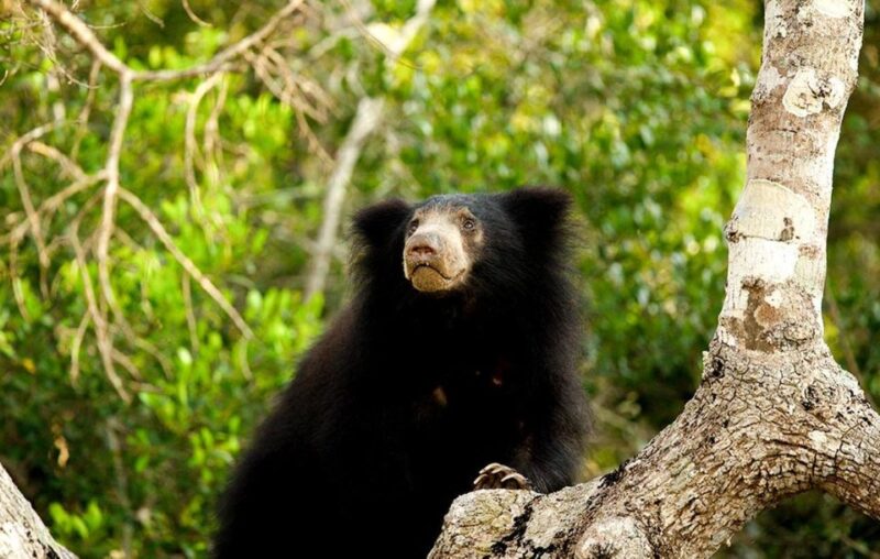 From Ella:Transfer to Galle/Mirissa/Bentota With Yala Safari - Wildlife and Safari Highlights