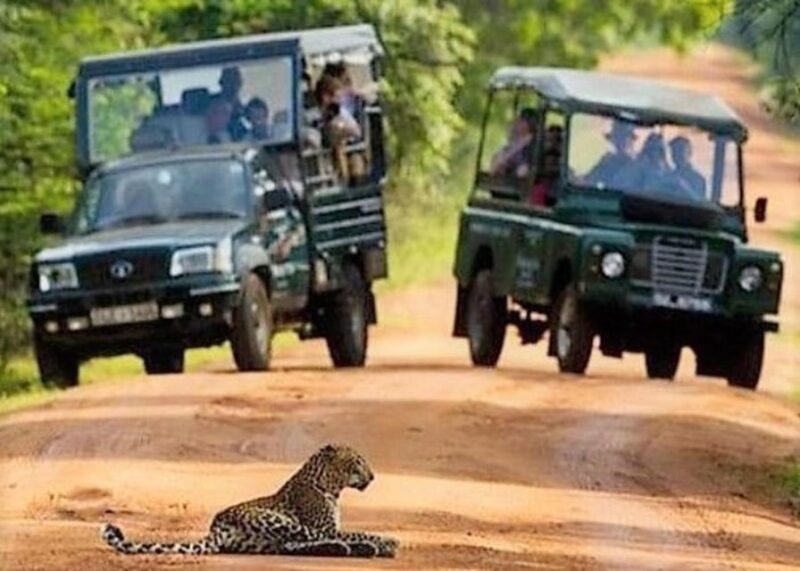 From Ella:Transfer to Galle/Mirissa/Bentota With Yala Safari - Customer Feedback