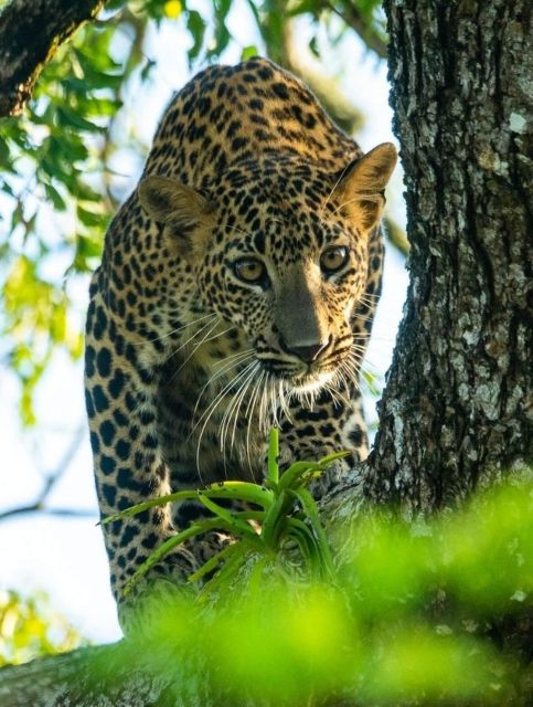 From Ella:Transfer to Galle/Mirissa/Bentota With Yala Safari - Frequently Asked Questions