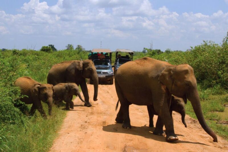 From Ella:Transfer to Galle/Mirissa With Udawalawa Safari - Key Points