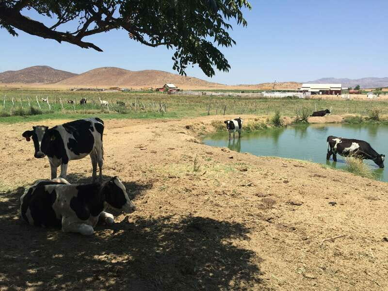 From Ensenada: Ojos Negros Valley Cheese & Wine Tasting Tour - Why This Tour Offers Genuine Value