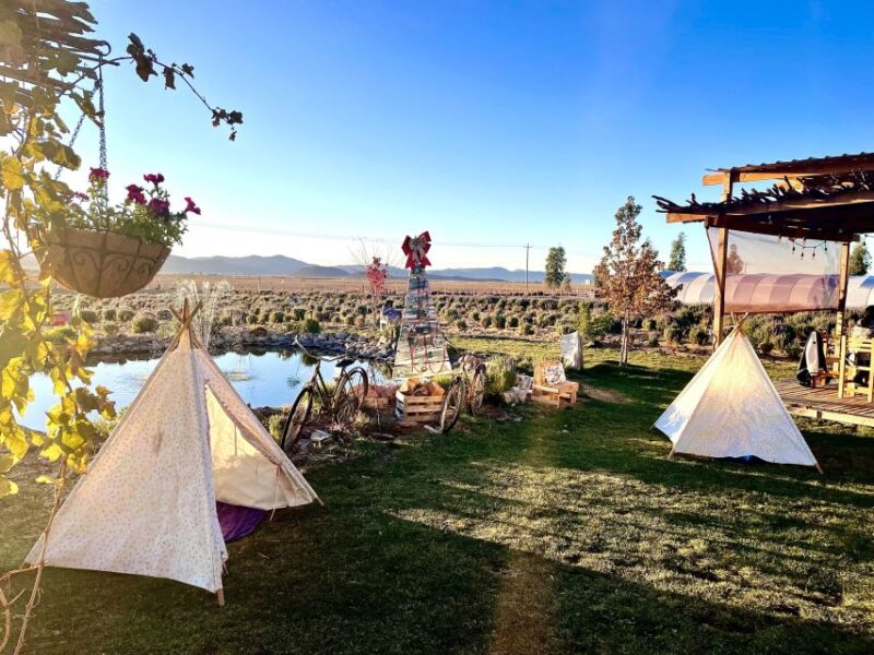 From Ensenada: Ojos Negros Valley Cheese & Wine Tasting Tour - Itinerary Highlights