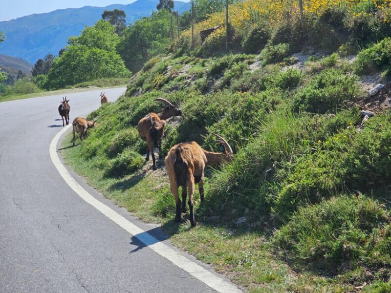 From Fafe: Full-Day Tour in Gerês National Park - Tour Details