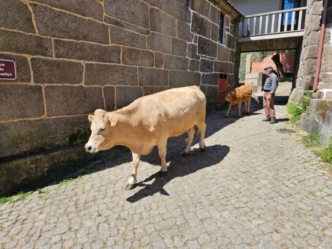 From Fafe: Full-Day Tour in Gerês National Park - Mata Da Albergaria Biogenetic Reserve