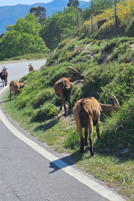 From Fafe: Full-Day Tour in Gerês National Park - Booking and Cancellation Policy