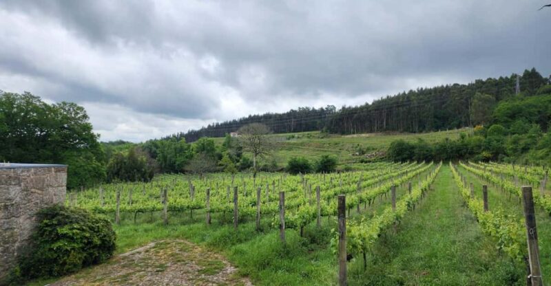 From Fafe: Full-Day Tour in Guimarães & Fafe - Key Points