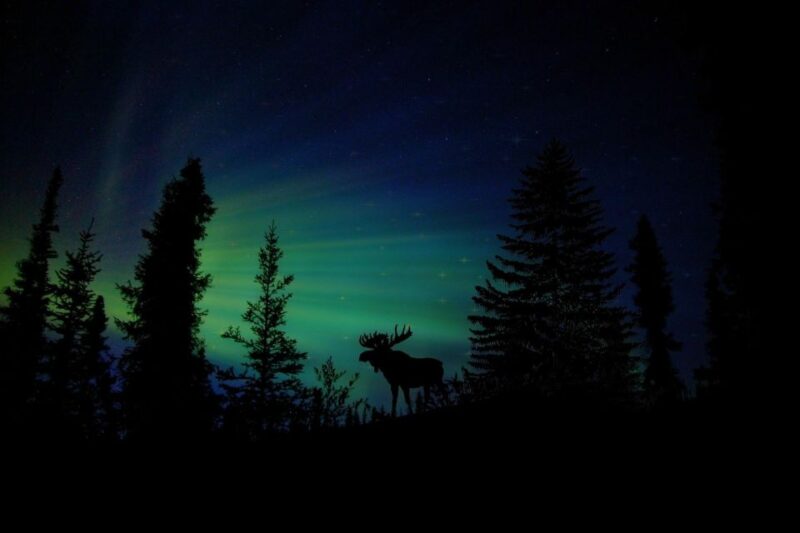 From Fairbanks: Northern Lights and Arctic Circle Tour - Key Points