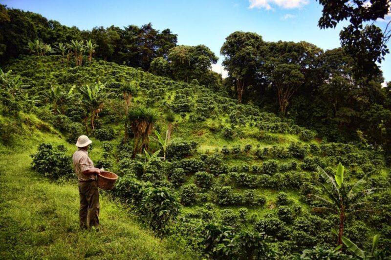 From Farm to Cup: The Ultimate Coffee Tour - Key Points
