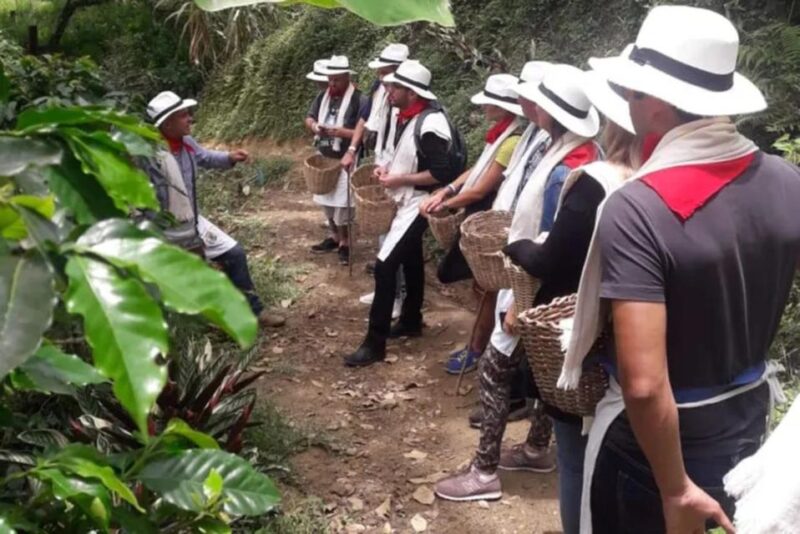 From Farm to Cup: The Ultimate Coffee Tour - Coffee Farm Visit
