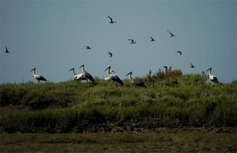 From Faro: 2-Hour Guided Bird Watching Boat Trip - Key Points