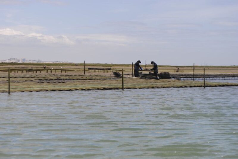 From Faro: 2-Hour Guided Bird Watching Boat Trip - Experience Highlights