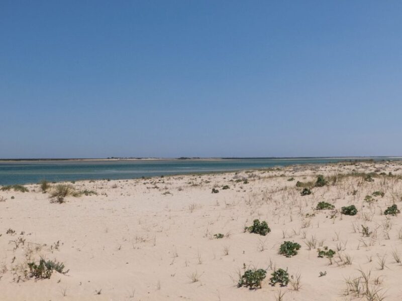 From Faro: 2-Hour Guided Bird Watching Boat Trip - Tour Inclusions