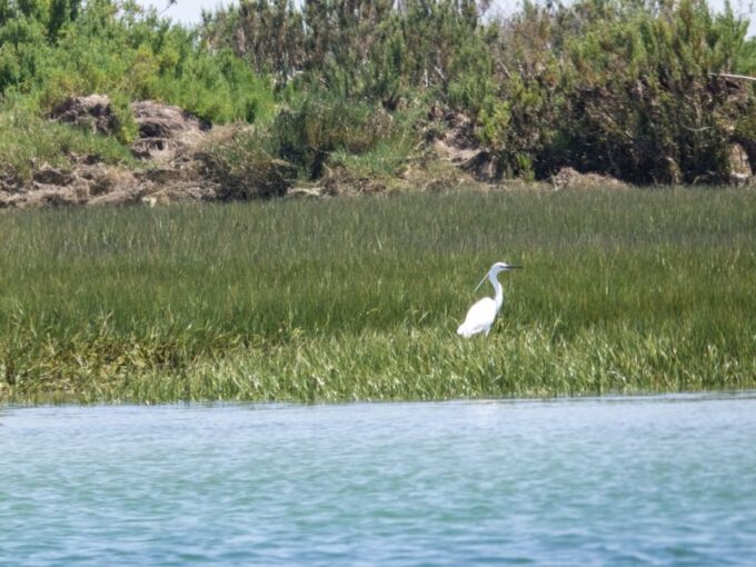 From Faro: 2-Hour Guided Bird Watching Boat Trip - Customer Reviews