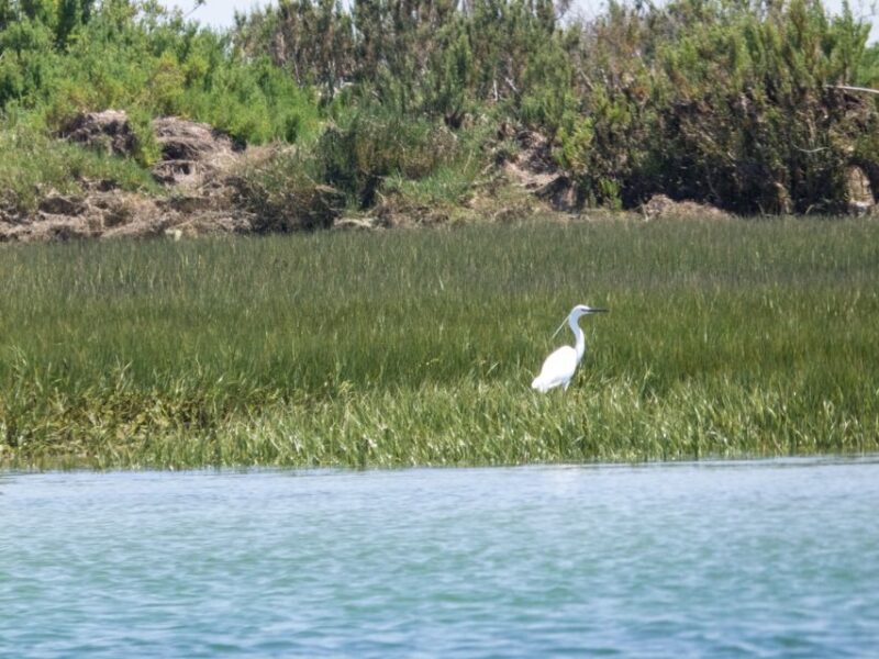 From Faro: 2-Hour Guided Bird Watching Boat Trip - Tour Inclusions