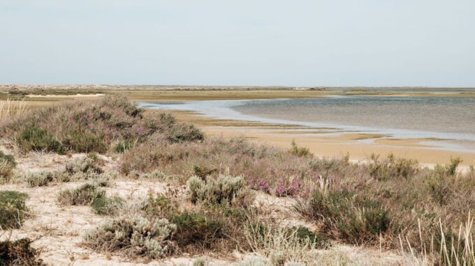 From Faro: Catamaran Boat Trip to Deserta Island With Stop - Dining Options and Recommendations