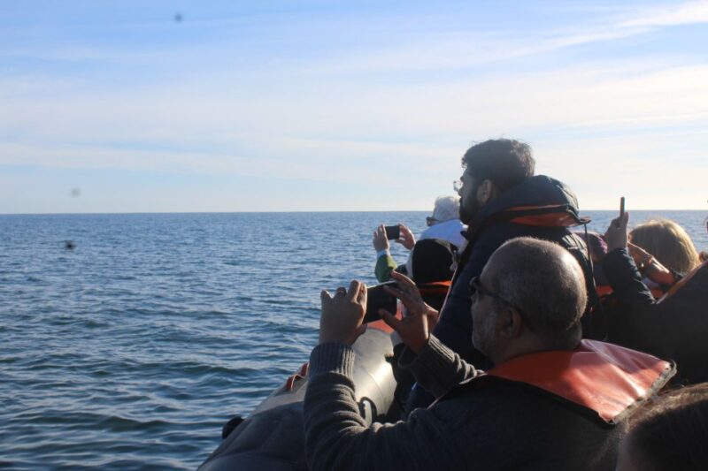 From Faro: Dolphin Watching & 2 Islands Tour - Key Points