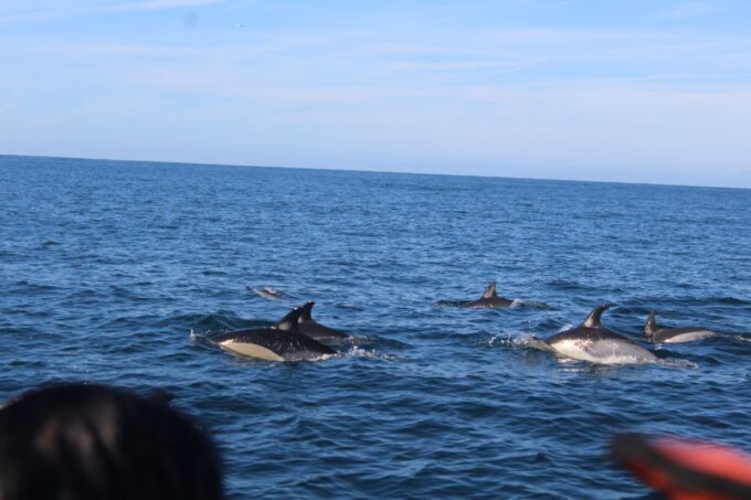 From Faro: Dolphin Watching & 2 Islands Tour - Meeting Point & Duration