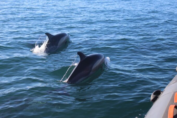 From Faro: Dolphin Watching & 2 Islands Tour - Frequently Asked Questions
