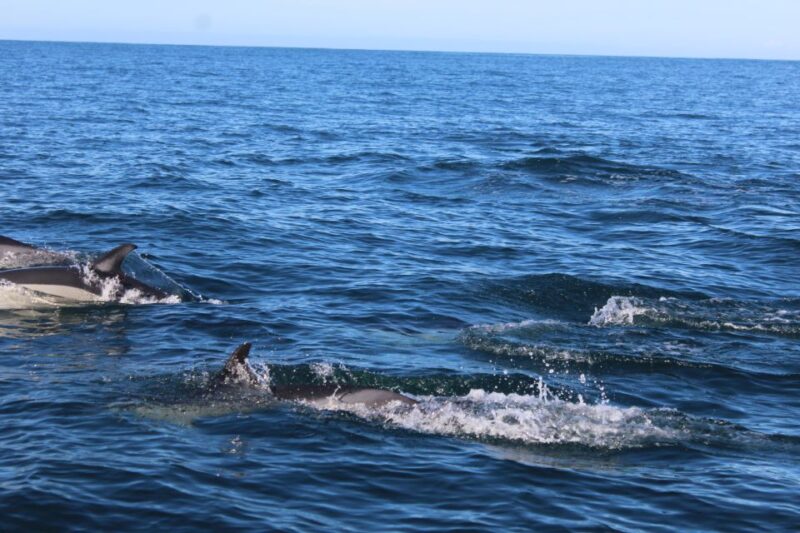 From Faro: Dolphin Watching & 2 Islands Tour - Included Activities