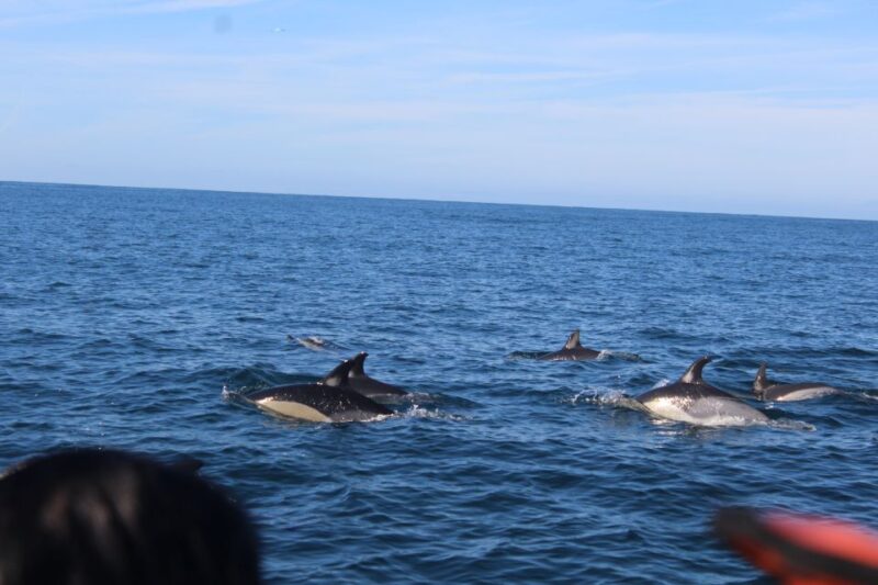 From Faro: Dolphin Watching & 2 Islands Tour - Cancellation Policy