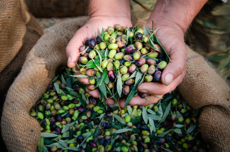 From Faro: Private Olive Oil Mill Tour With Tasting & Lunch - Experience and Insights