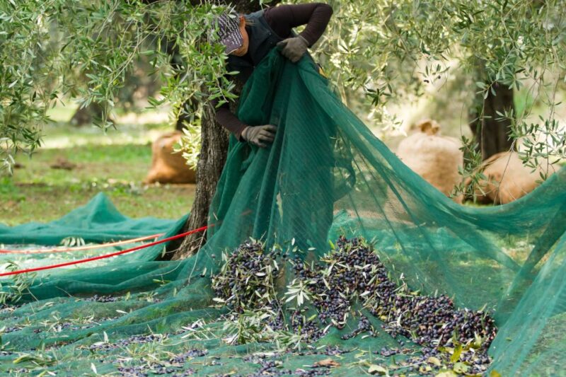 From Faro: Private Olive Oil Mill Tour With Tasting & Lunch - Seafood-Rich Lunch
