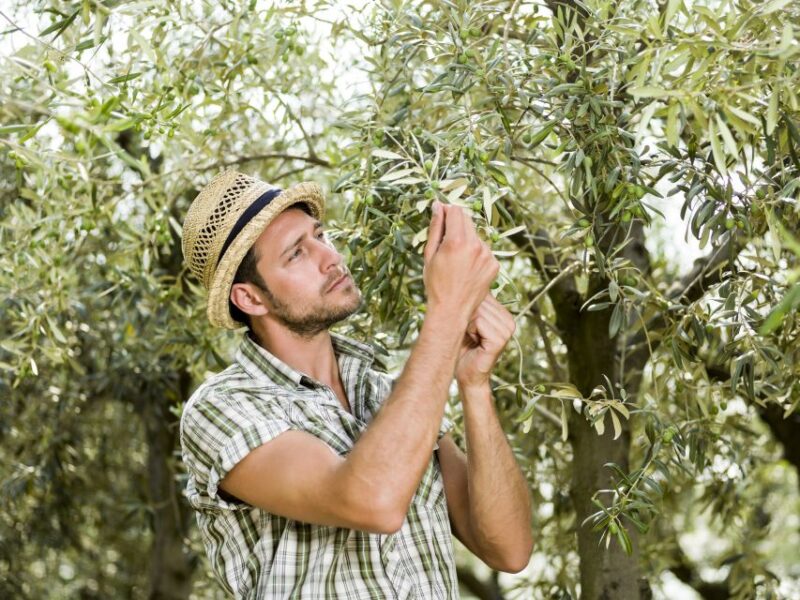 From Faro: Private Olive Oil Mill Tour With Tasting & Lunch - Ria Formosa Estuary