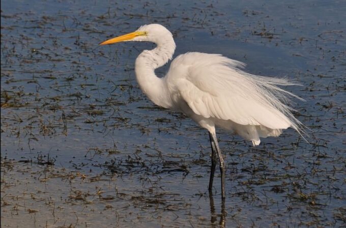 From Faro: Private Tour in Ria Formosa - Frequently Asked Questions