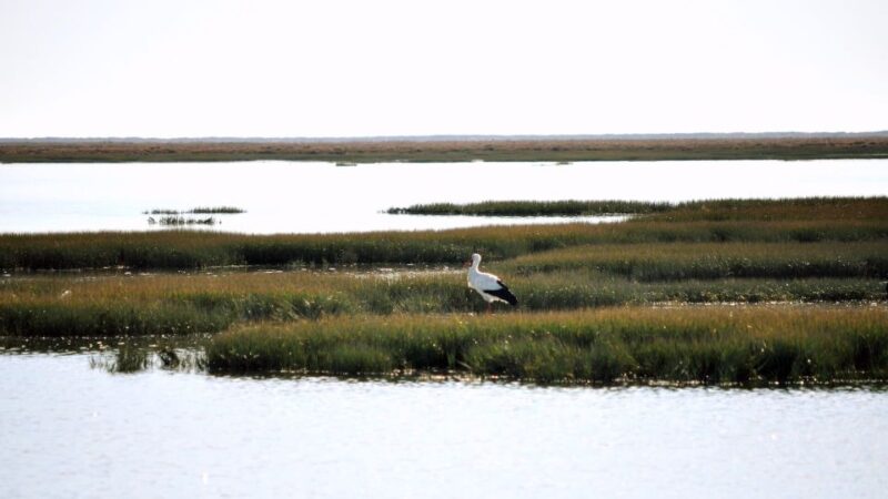 From Faro: Ria Formosa Eco-friendly Solar Boat Tour - Booking Information