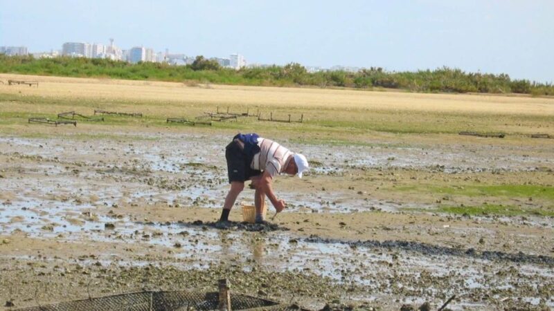 From Faro: Ria Formosa Eco-friendly Solar Boat Tour - Safety and Recommendations
